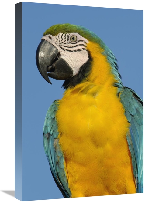 Global Gallery GCS-453228-1624-142 16 x 24 in. Blue & Yellow Macaw Por