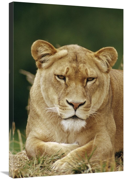 Global Gallery GCS-452912-2436-142 24 x 36 in. African Lion Female Por
