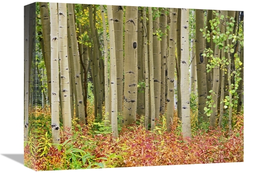 Global Gallery GCS-396756-1216-142 12 x 16 in. Aspen Trees & Fireweed&