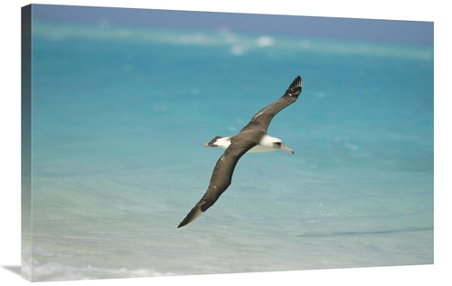 Global Gallery GCS-451434-2436-142 24 x 36 in. Laysan Albatross Flying