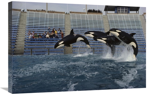 Global Gallery GCS-450566-2030-142 20 x 30 in. Orca Trio Jumping, 