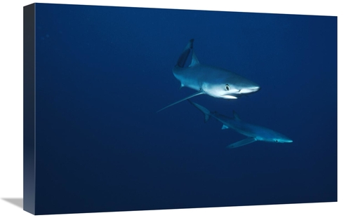 Global Gallery GCS-397837-1624-142 16 x 24 in. Blue Shark Pair Underwa