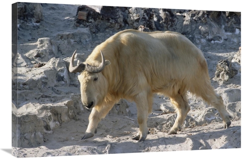 Global Gallery GCS-452488-2436-142 24 x 36 in. Takin, China Art Pr