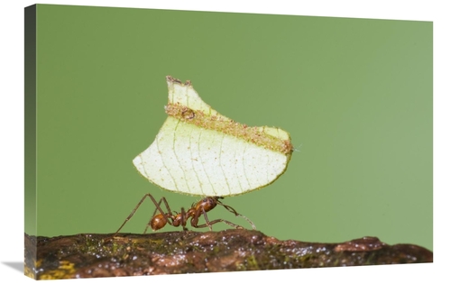 Global Gallery GCS-397303-2030-142 20 x 30 in. Leafcutter Ant Carrying