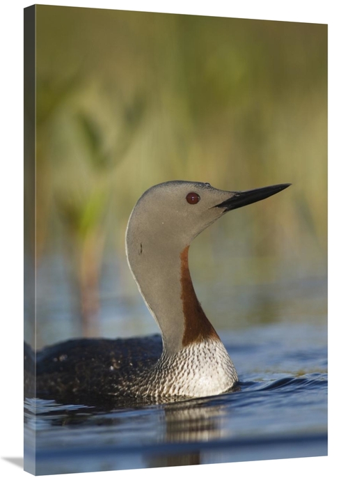 Global Gallery GCS-451944-2436-142 24 x 36 in. Red-Throated Loon in Br