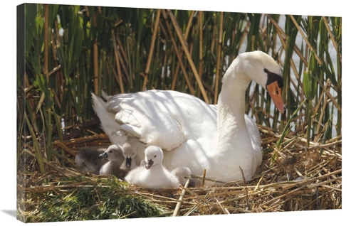Global Gallery GCS-452284-2436-142 24 x 36 in. Mute Swan Parent with C