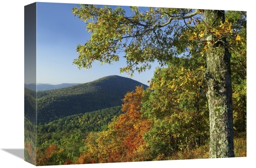 Global Gallery GCS-397167-1216-142 12 x 16 in. Broadleaf Forest in Fal