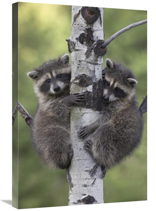 Global Gallery GCS-396251-2030-142 20 x 30 in. Raccoon Two Babies Clim