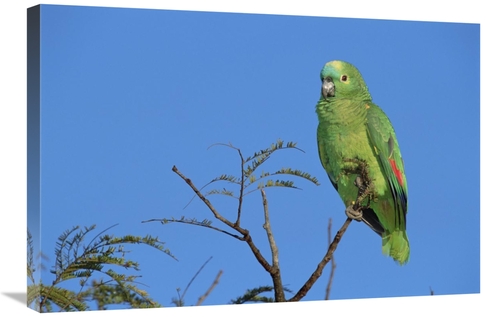 Global Gallery GCS-451576-2030-142 20 x 30 in. Blue-Fronted Parrot Amo