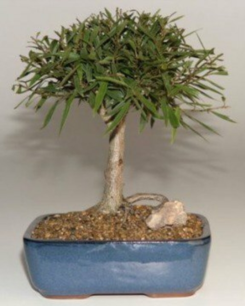 Willow Leaf Ficus Bonsai TreeComplete Starter Kit