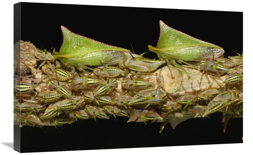 Global Gallery GCS-453209-2030-142 20 x 30 in. Treehopper Adults & Nym
