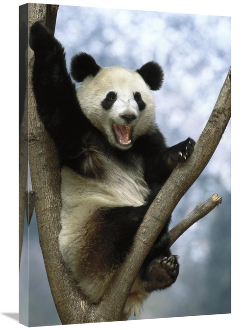 Global Gallery GCS-453116-2030-142 20 x 30 in. Giant Panda, Wolong