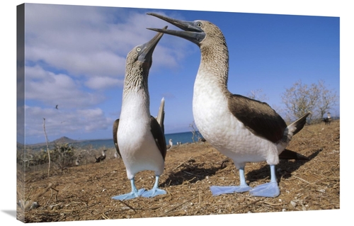 Global Gallery GCS-451098-2436-142 24 x 36 in. Blue-Footed Booby Coupl