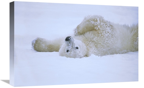 Global Gallery GCS-452509-1624-142 16 x 24 in. Polar Bear Rolling in S