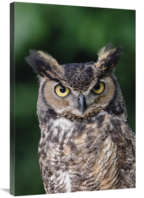 Global Gallery GCS-395752-2436-142 24 x 36 in. Great Horned Owl Close-