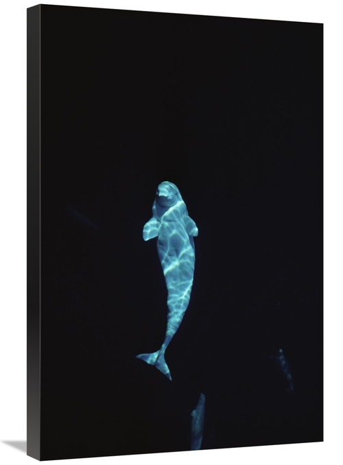 Global Gallery GCS-450637-2030-142 20 x 30 in. Beluga Whale Portrait A