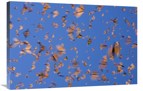 Global Gallery GCS-395344-2436-142 24 x 36 in. Monarch Butterflies Fly