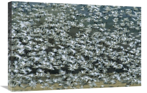 Global Gallery GCS-453283-2030-142 20 x 30 in. Snow Goose Flock Flying