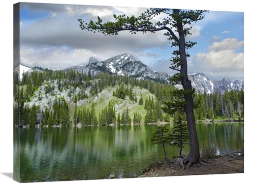 Global Gallery GCS-396176-2432-142 24 x 32 in. Pine Trees Reflected in