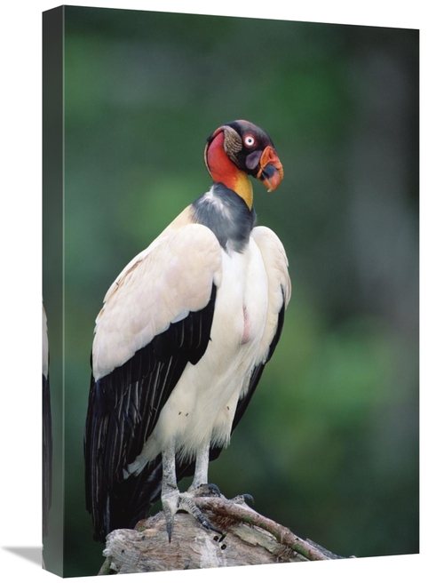 Global Gallery GCS-451216-1624-142 16 x 24 in. King Vulture in Full Br