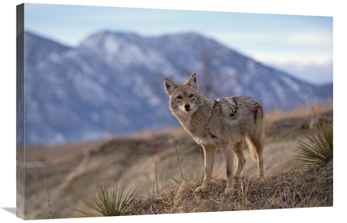 Global Gallery GCS-452297-2436-142 24 x 36 in. Coyote on Ridge Line&#4