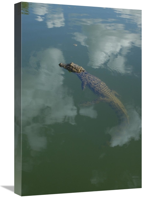 Global Gallery GCS-453211-1624-142 16 x 24 in. Broad-Snouted Caiman Fl