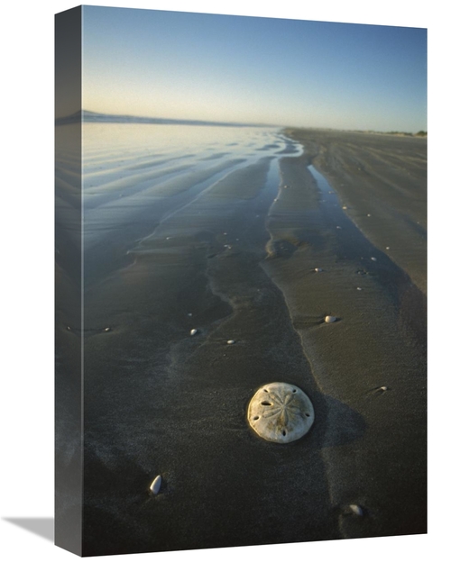 Global Gallery GCS-451709-1218-142 12 x 18 in. Sand Dollar with Wave P