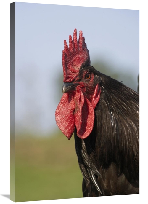 Global Gallery GCS-397519-2436-142 24 x 36 in. Domestic Chicken, C