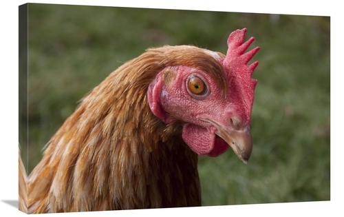 Global Gallery GCS-397450-2030-142 20 x 30 in. Domestic Chicken, F