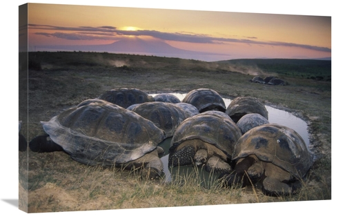 Global Gallery GCS-451384-2030-142 20 x 30 in. Galapagos Giant Tortois