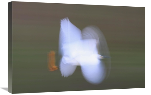Global Gallery GCS-397603-2030-142 20 x 30 in. Snowy Egret Flying,