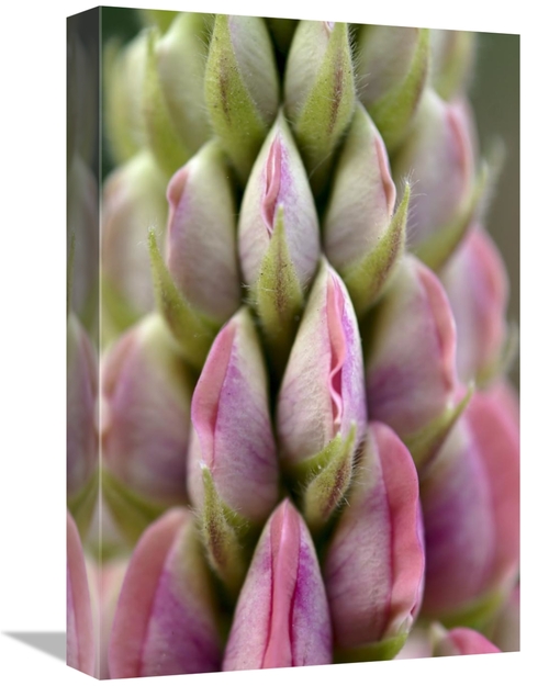 Global Gallery GCS-398003-1218-142 12 x 18 in. Detail of Budding Lupin