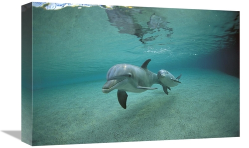 Global Gallery GCS-450666-1218-142 12 x 18 in. Bottlenose Dolphin Unde
