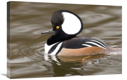 Global Gallery GCS-397370-2030-142 20 x 30 in. Hooded Merganser Male&#