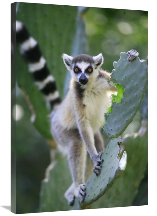Global Gallery GCS-398077-2436-142 24 x 36 in. Ring-Tailed Lemur Eatin