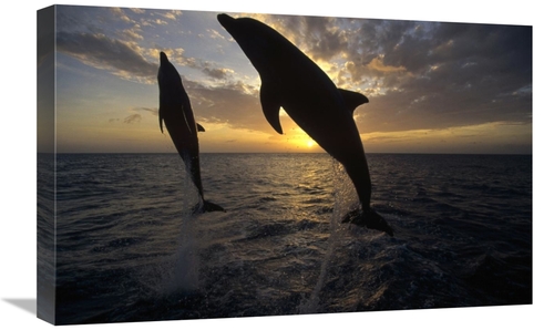 Global Gallery GCS-452295-1624-142 16 x 24 in. Bottlenose Dolphin Pair