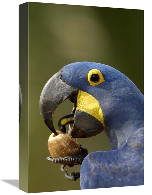Global Gallery GCS-453147-1218-142 12 x 18 in. Hyacinth Macaw Cracking