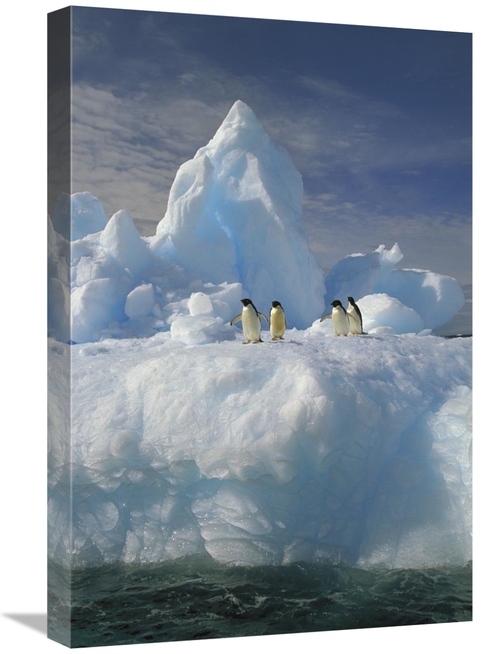 Global Gallery GCS-453465-1624-142 16 x 24 in. Adelie Penguin Group Re