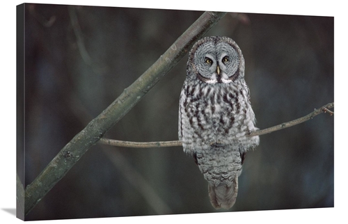 Global Gallery GCS-452996-2436-142 24 x 36 in. Great Gray Owl Portrait