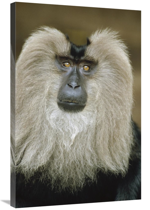 Global Gallery GCS-452436-2436-142 24 x 36 in. Lion-Tailed Macaque Por