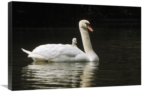 Global Gallery GCS-452491-2030-142 20 x 30 in. Mute Swan with Chicks&#