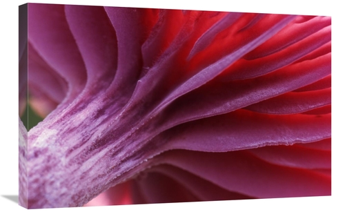 Global Gallery GCS-398268-2030-142 20 x 30 in. Mushroom Detail of Unde