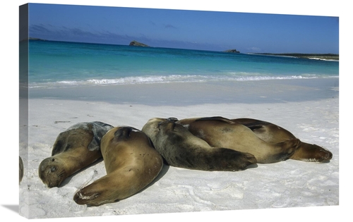 Global Gallery GCS-451835-2030-142 20 x 30 in. Galapagos Sea Lion Grou