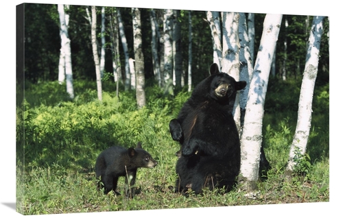 Global Gallery GCS-398516-2436-142 24 x 36 in. Black Bear Sow Scratchi