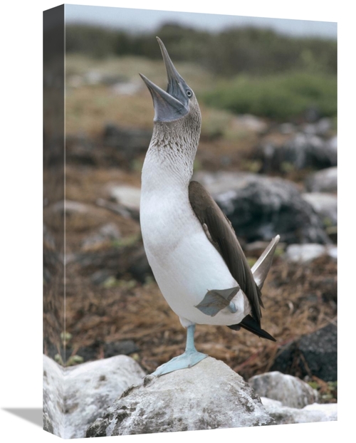 Global Gallery GCS-451095-1218-142 12 x 18 in. Blue-Footed Booby Court