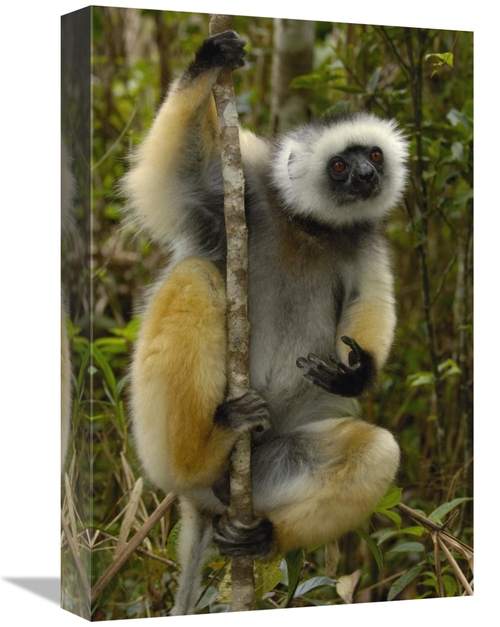 Global Gallery GCS-453034-1218-142 12 x 18 in. Diademed Sifaka, Ma