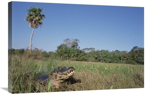 Global Gallery GCS-451529-2030-142 20 x 30 in. Jacare Caiman in Marshl
