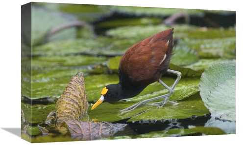 Global Gallery GCS-397348-1218-142 12 x 18 in. Northern Jacana Foragin
