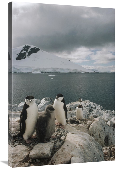 Global Gallery GCS-451290-2436-142 24 x 36 in. Chinstrap Penguin Paren