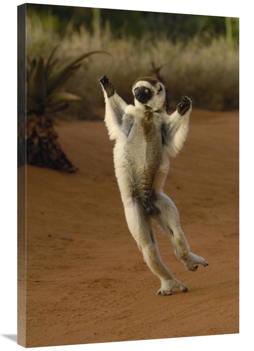 Global Gallery GCS-453041-2436-142 24 x 36 in. Verreauxs Sifaka Hoppin